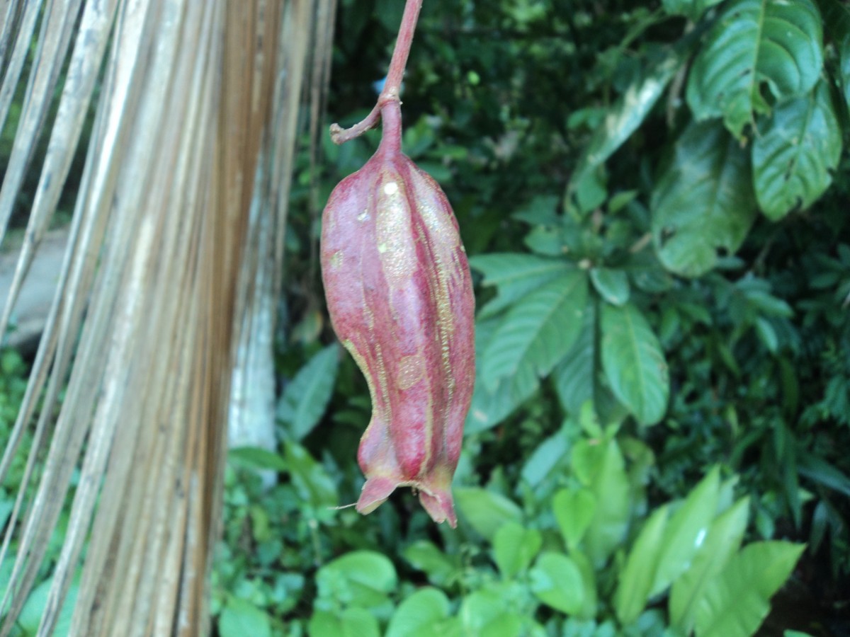 Barringtonia racemosa (L.) Spreng.